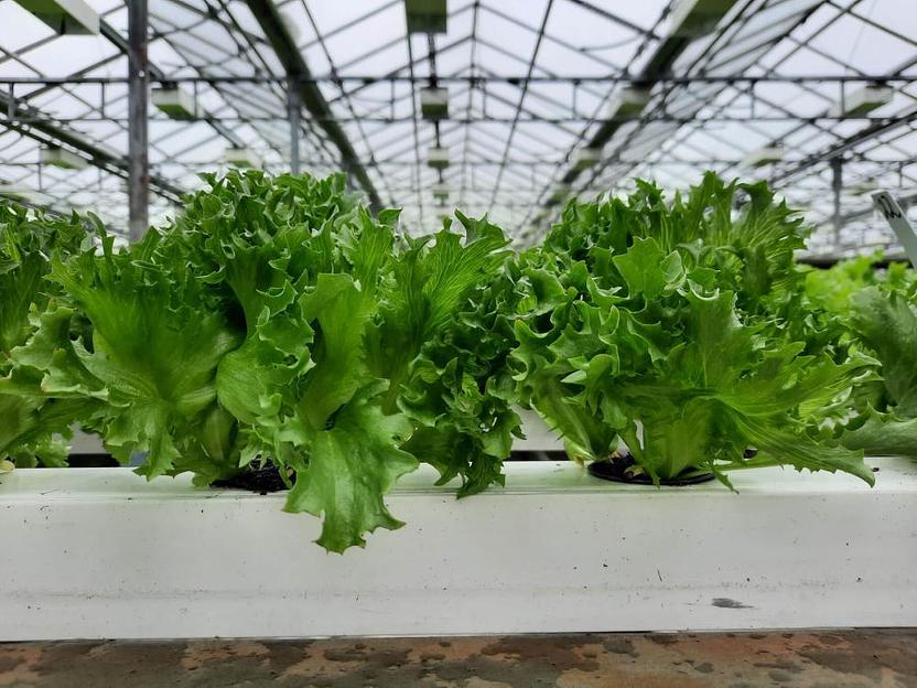 Профессиональные семена салата «Филигрань» опт фото 2