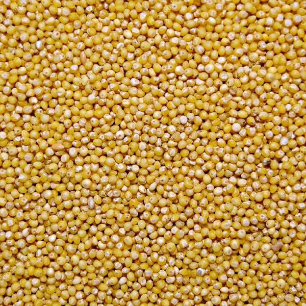 Посевные семена просо золотистое ЗолотаяНива ЭС фото 1