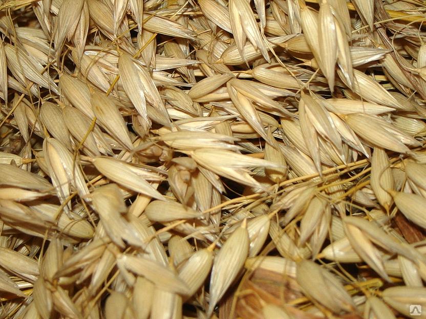 Овес яровой сорт «Ровесник» ОПТ фото 1