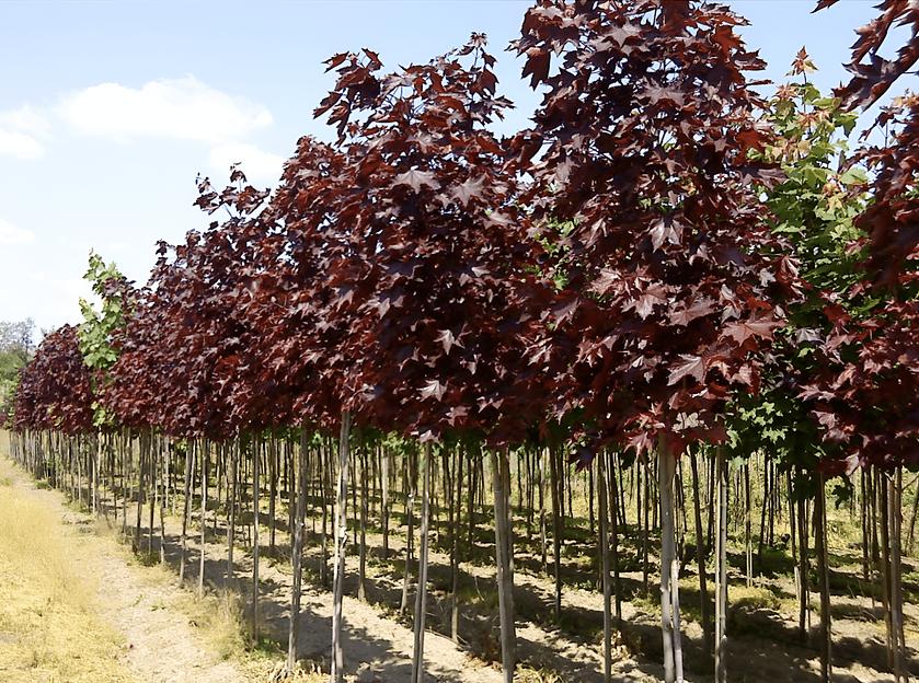 Саженцы клёна краснолистного сортового от 1 до 3 м фото 1