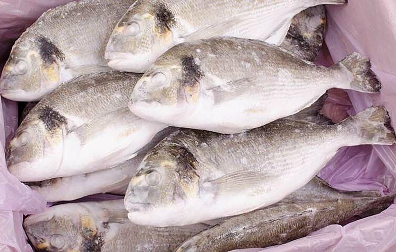 Рыба свежемороженная Дорадо 300/400, опт фото 1