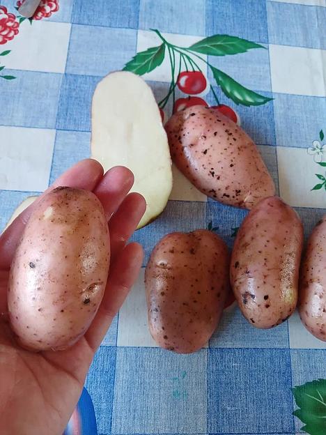 Картофель урожай 2023 года сорта Фаворит ОПТ фото 10