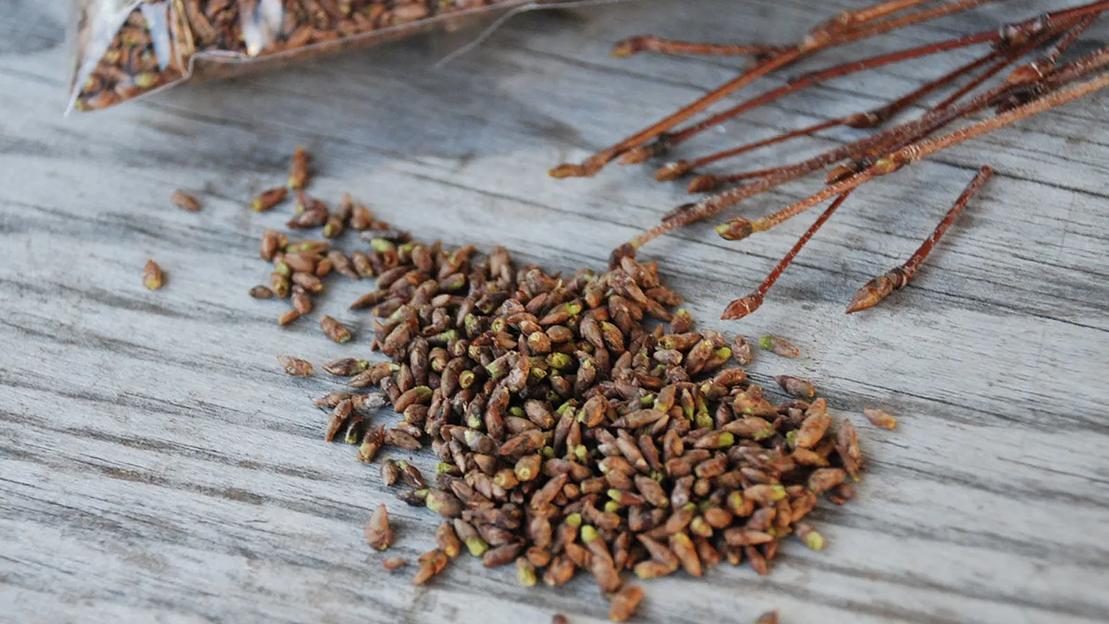 Почки берёзы фото 1