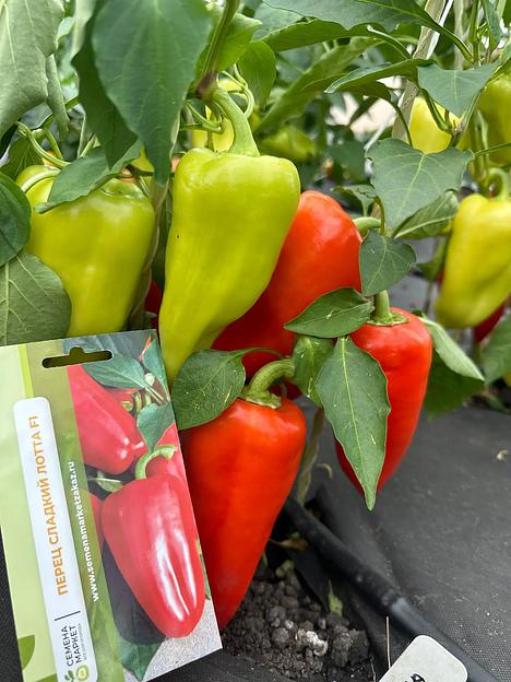 Семена посевные Перец сладкий «Лотта F1» ОПТ фото 4