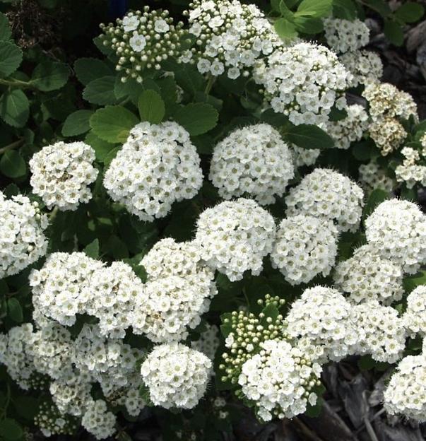 Саженцы Спирея берёзолистной Тор фото 1