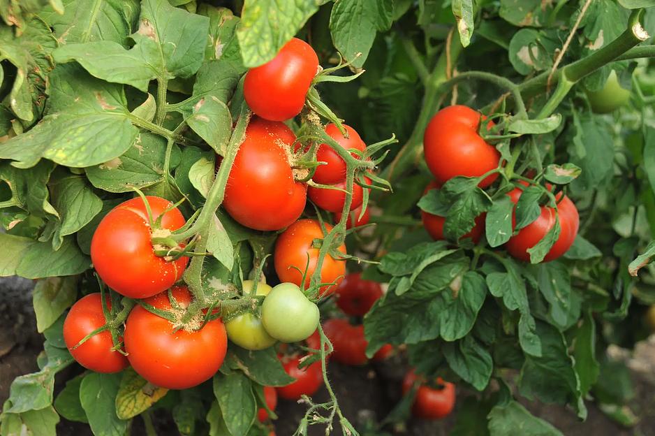 Семена посевные Томат «Надежда F1» ОПТ фото 4