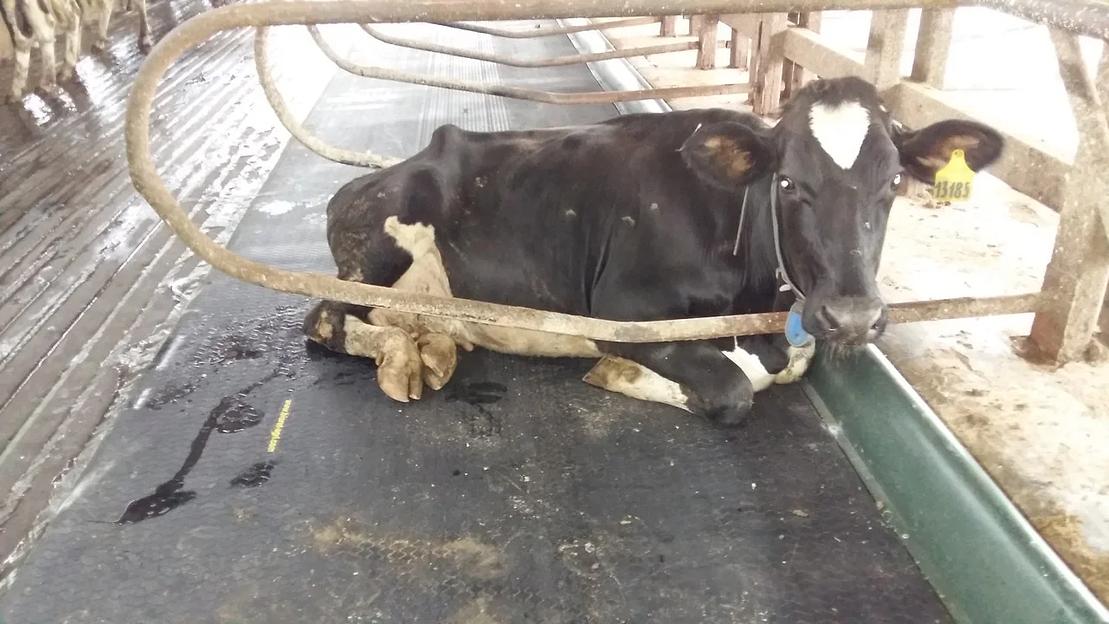 Резиновый матрас для боксов с подложкой из пенополиуретана ОПТ фото 5