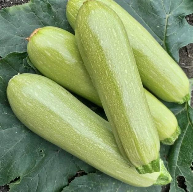 Семена кабачка Александрия F1 Hollar Seeds 1000 семян ОПТ фото 1