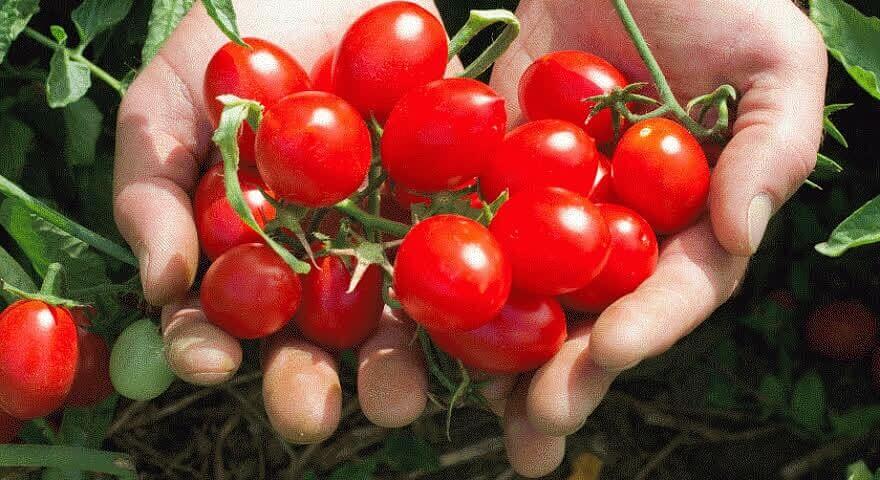 Семена томата детерминантного Seminis «6 пунто 7» F1 опт фото 1