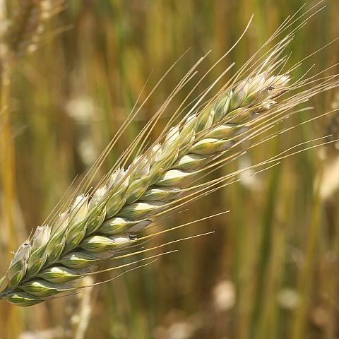 Ячмень яровой «Нур» опт фото 1