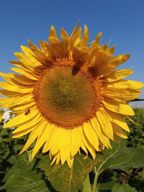 Семена подсолнечника «Богучарец» категория РС1 фото 1