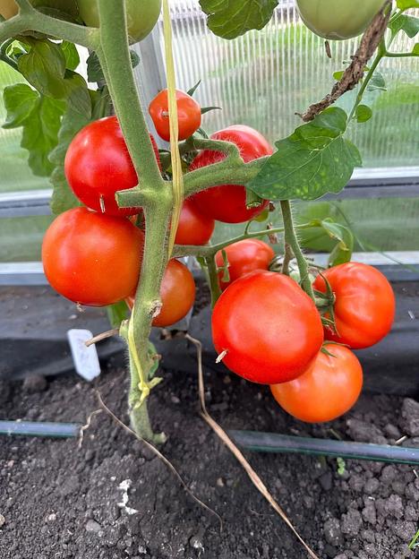 Семена посевные Томат «Гелена F1» ОПТ фото 3