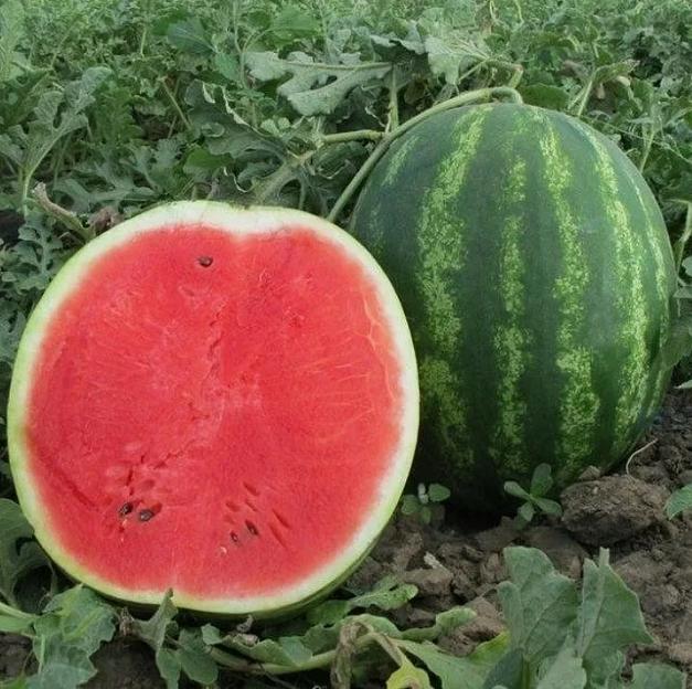 Семена арбуза Бонта F1 Seminis 1000 семян ОПТ фото 3