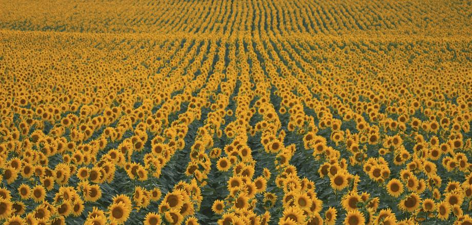 Гибриды семян подсолнечника Maisadour «МАС 83 Р» ОПТ фото 3