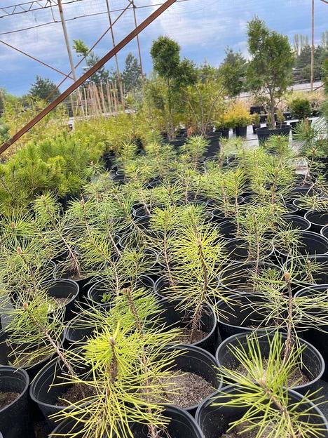 Саженцы крымской сосны фото 1