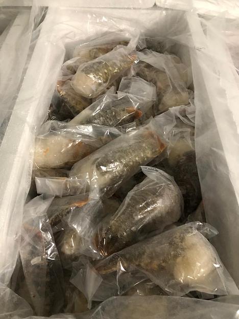 Хвосты рок-лобстера свежемороженого фото 4