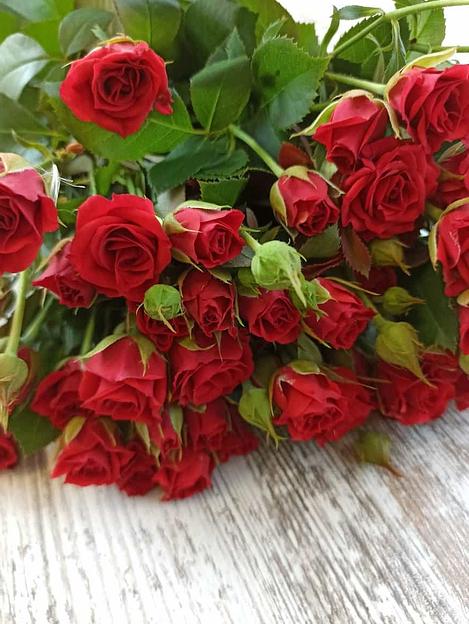 Розы сорта Мирабель ОПТ фото 3