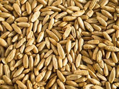 Овёс 40 кг опт фото 1