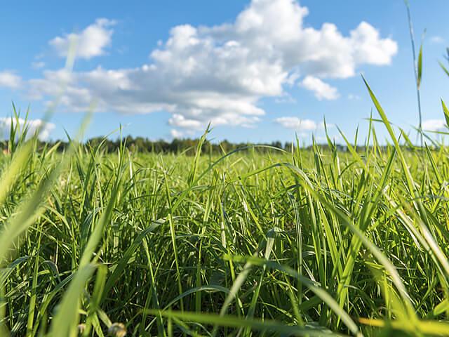 Семена травосмеси кормовой универсальной опт фото 1