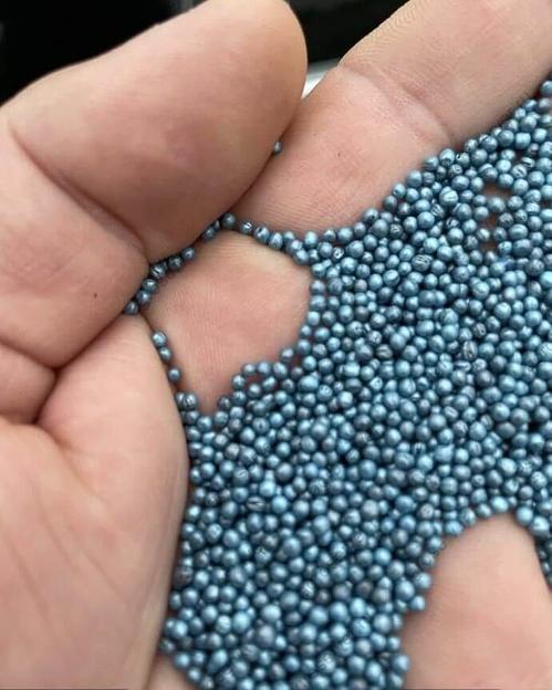 Семена рапса озимого сорт «Мерседес» опт фото 1