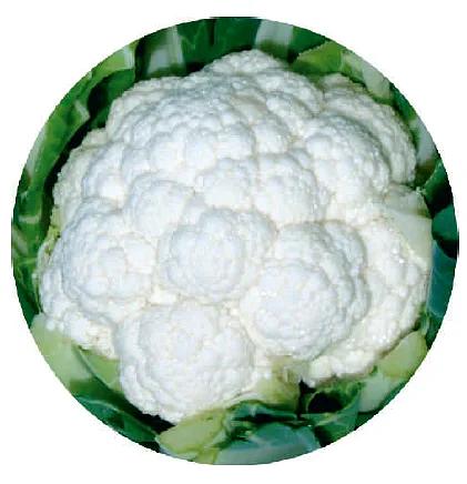 Семена цветной капусты Фридом F1 Seminis 1000 семян ОПТ фото 1