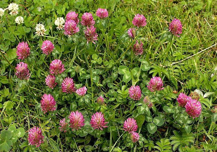 Семена клевер красного сорт «Дымковский» опт фото 1