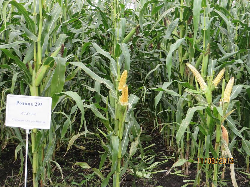 Семена кукурузы «Родник 292 МВ» мешок 1 п.е фото 2