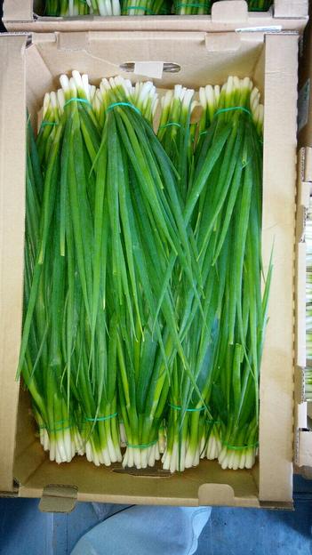 Лук зелёный Alice Garden 50 г ОПТ фото 10