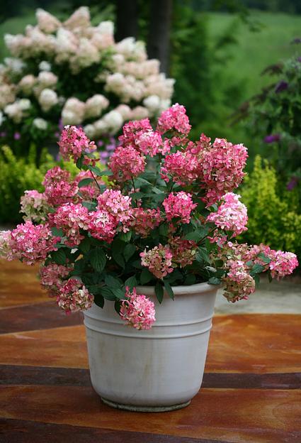 Гортензия метельчатая (Hydrangea paniculata Gardenlight) 60-80см опт фото 1