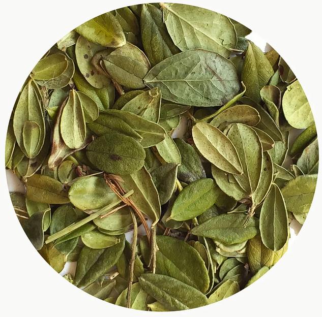 Листья брусники фото 3