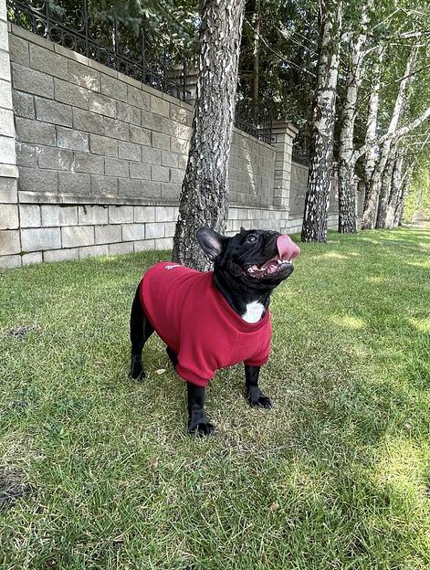 Одежда для животных Аtiarella Рets толстовка без капюшона, размер 23, опт фото 4