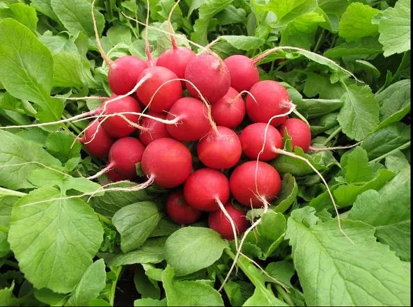 Семена редиса всесезонный скороспелый Сора 250 гр «Graines Voltz» ОПТ фото 2