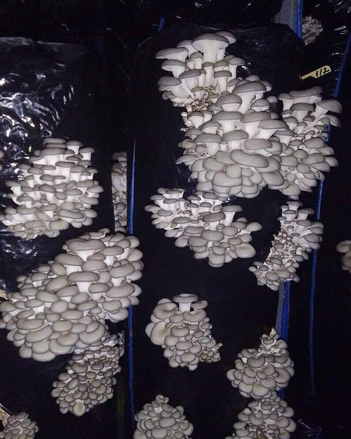 Мицелий гриба вешенки штамм Р58 ОПТ фото 1