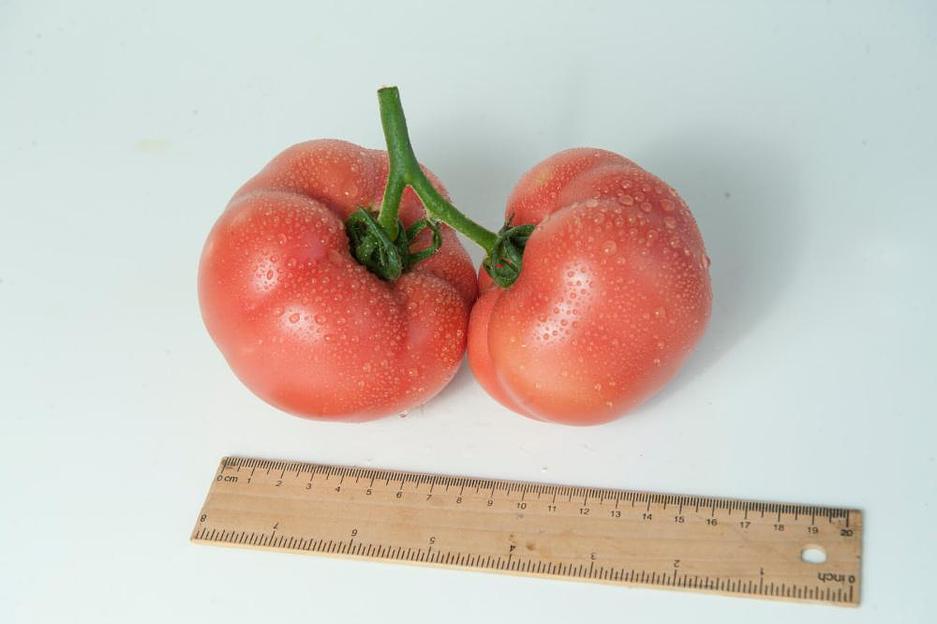 Семена томатов F1 «Шидс» опт фото 2