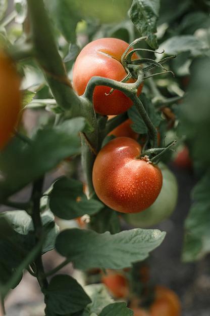 Семена посевные Томат «Иваныч F1» ОПТ фото 3