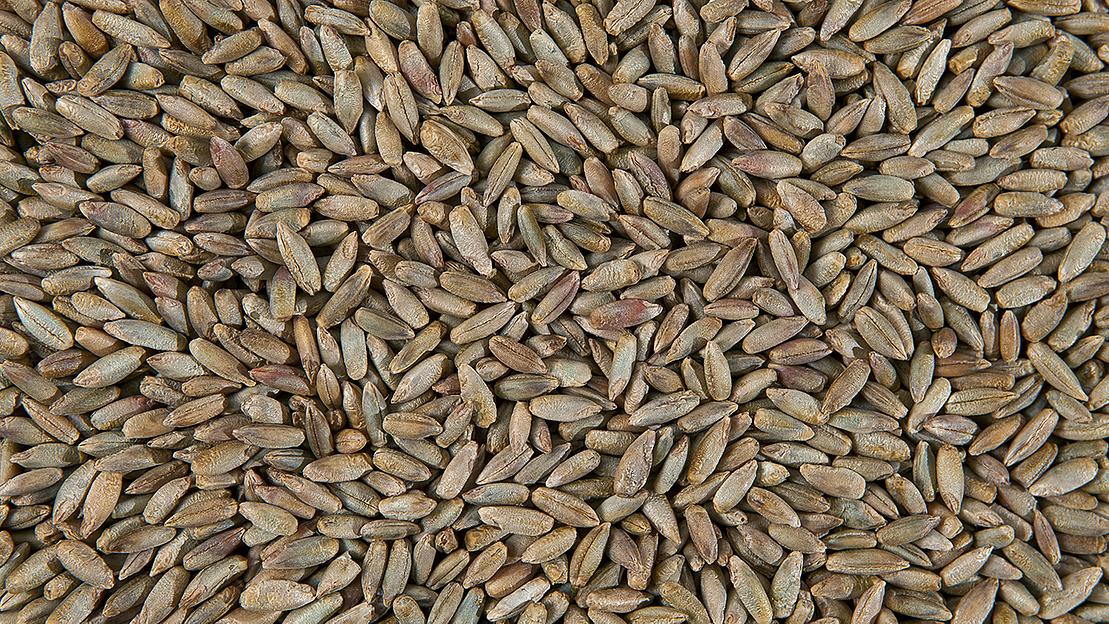 Рож, зерно фото 1