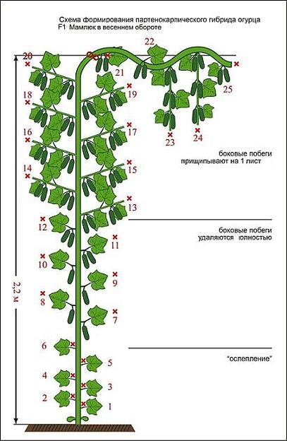 Семена огурца «F1 Мамлюк» опт фото 3