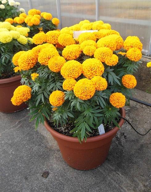 Семена МОРЕСЕМЯН Бархатцы «Тайшан еллоу» фото 2