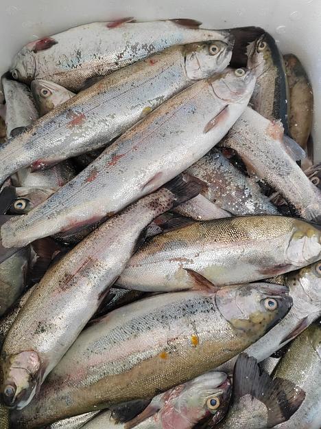 Форель свежемороженная неразделанная ОПТ фото 1