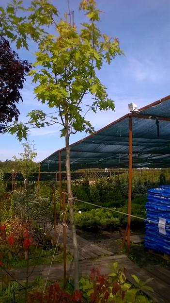 Саженец Дуб красный от питомника AXKZ ОПТ фото 1