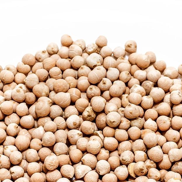 Посевные семена нута сорт Бенефис фото 1