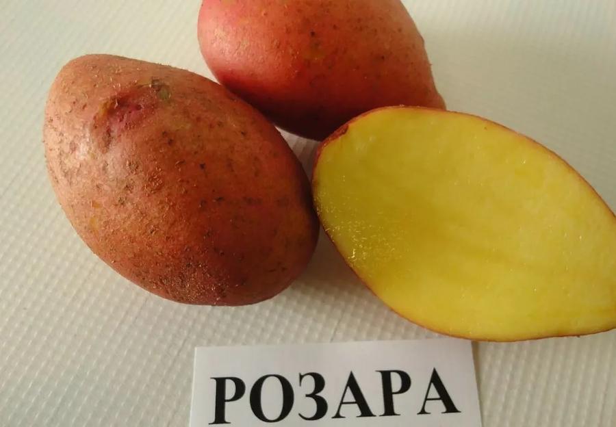 Картофель продовольственный сорта «Розара» ОПТ фото 3