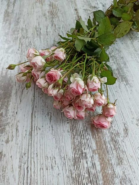 Розы сорта Кейт Линн ОПТ фото 3