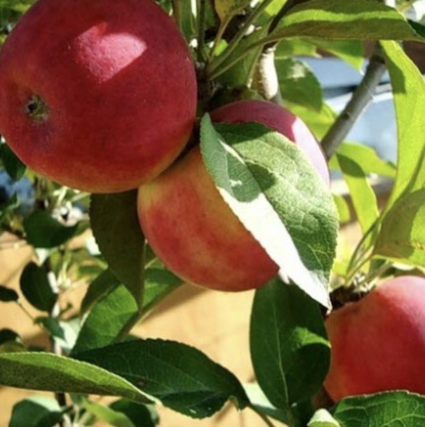 Саженцы яблони сорт «Благая весть», опт фото 1