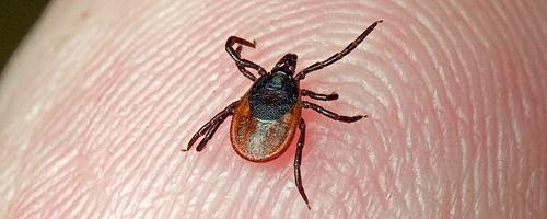 Услуга по уничтожению клещей на участке, на газоне в Краснодаре фото 2