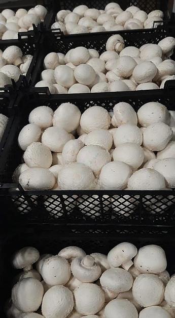 Грибы Шампиньоны свежие Опт Москва и МО фото 1