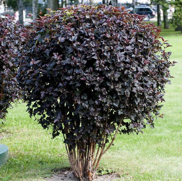 Саженцы Пузыреплодника калинолистного Диаболо фото 1