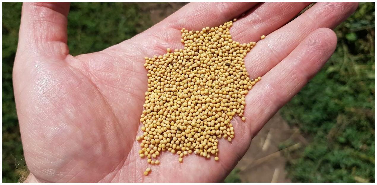 Семена горчицы белой фото 2