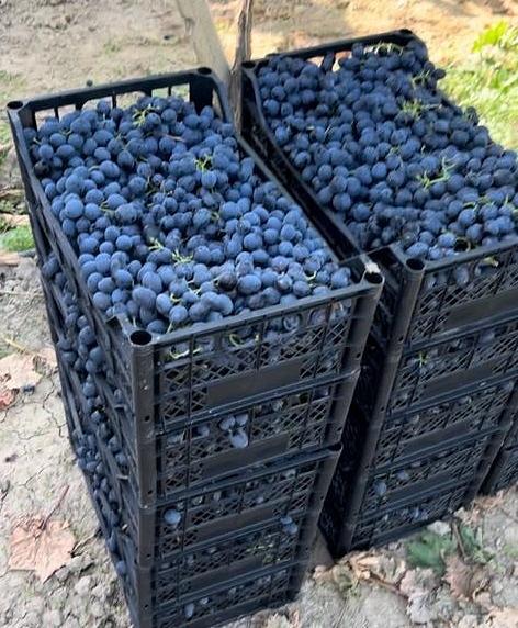 Ящик для слив, черешни, винограда 500х300х150 мм (до 10 кг) фото 3