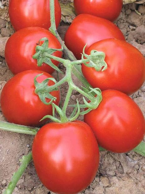 Семена томата детерминантного Clause «Муна» F1 опт фото 1